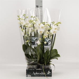 Phalaenopsis   ...white