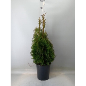 Thuja occid. 'Smaragd'