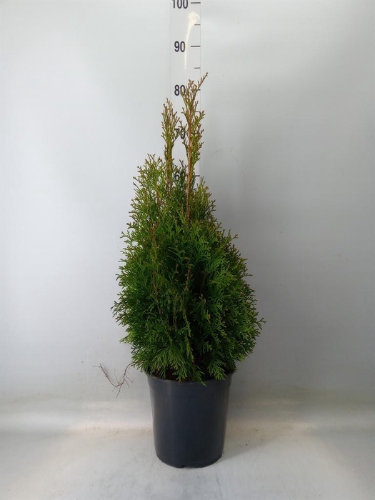 <h4>Thuja occid. 'Smaragd'</h4>
