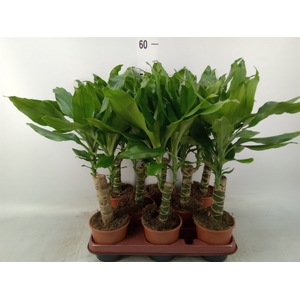 Dracaena frag. 'Steudneri'