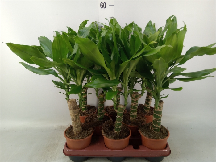 <h4>Dracaena frag. 'Steudneri'</h4>