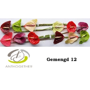 Anthurium andr.   ...mix