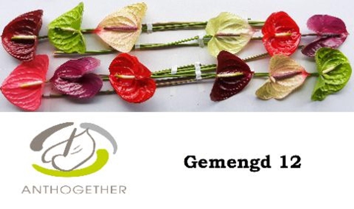 <h4>Anthurium andr. ...mix</h4>