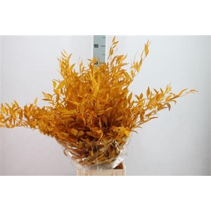 Ruscus Preserved Yellow