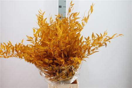 <h4>Ruscus Preserved Yellow</h4>