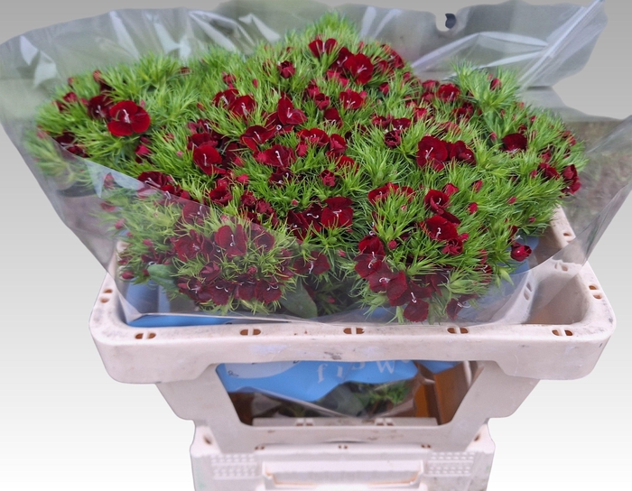 <h4>DI BARB S WILL RED</h4>