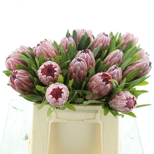 PROTEA PINK ICE