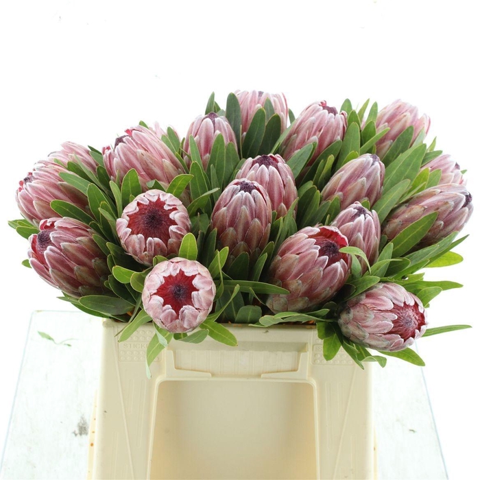 <h4>PROTEA PINK ICE</h4>