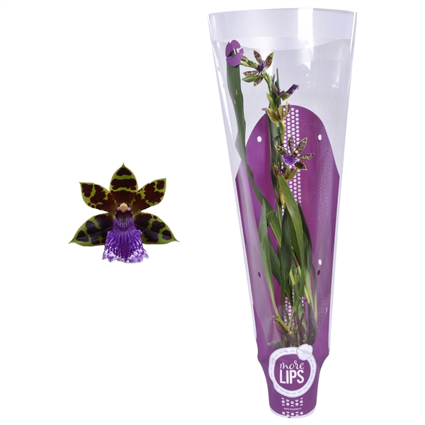 <h4>MoreLIPS® Zygopetalum 1 tak 5 knop met paarse showhoes</h4>