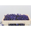 Agapanthus EYFORI Blue