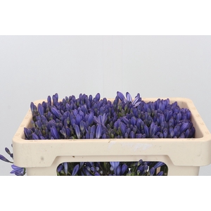 Agapanthus EYFORI Blue