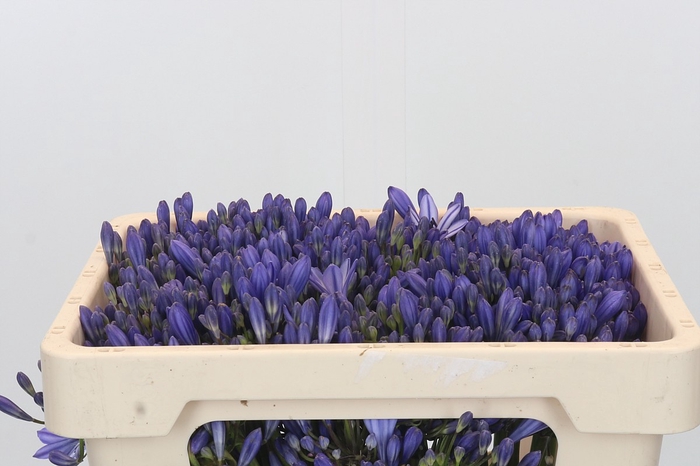Agapanthus EYFORI Blue