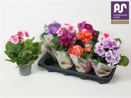 <h4>Prim Ob Tm Gem</h4>