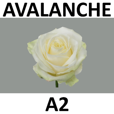 R GR AVALANCHE+ @ A2