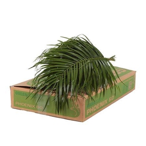 PHOENIX ROEBELINII 60 CM GO