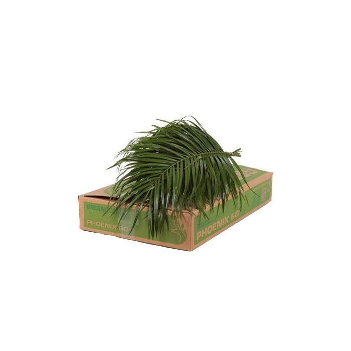 <h4>PHOENIX ROEBELINII 60 CM GO</h4>