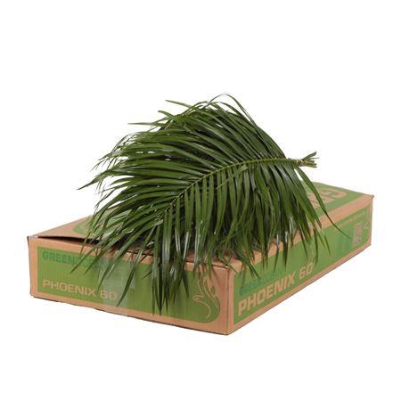 PHOENIX ROEBELINII 60 CM GO