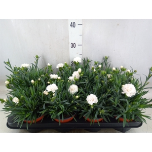 Dianthus  'Super Trouper Whitney'