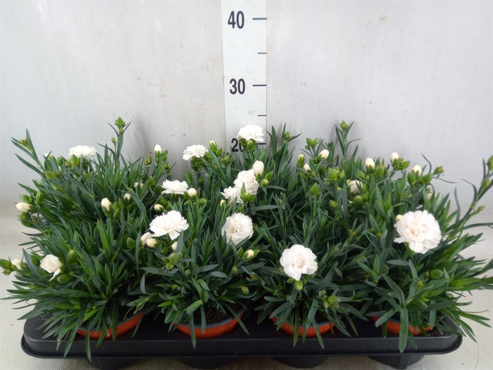 <h4>Dianthus  'Super Trouper Whitney'</h4>