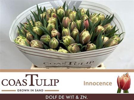 <h4>Tu [coas] Du Innocence</h4>