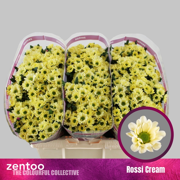 <h4>Chrysanten Chr S Rossi Cream</h4>