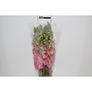 BOCA DE LEAO POTOMAC PINK EARLY 080