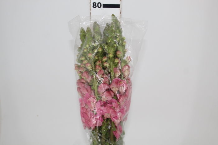 <h4>BOCA DE LEAO POTOMAC PINK EARLY 080</h4>