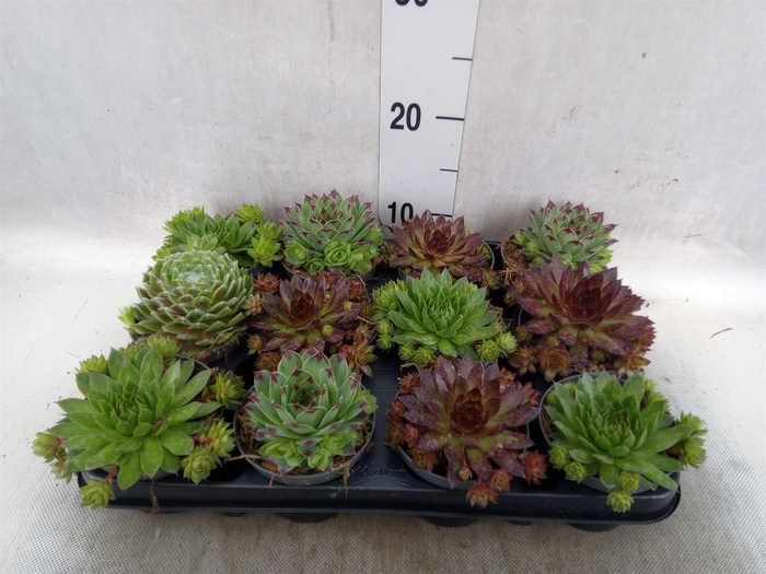 <h4>Sempervivum   ...</h4>