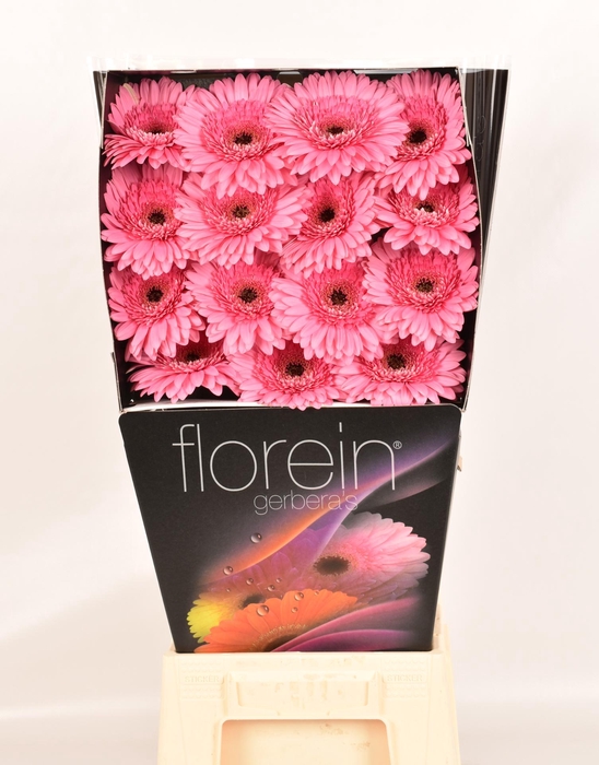 <h4>Gerbera Peppa Diamond</h4>