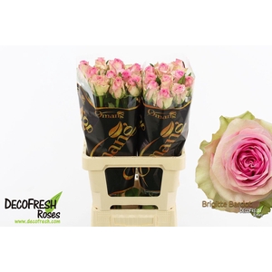 R Gr Brigitte Bardot