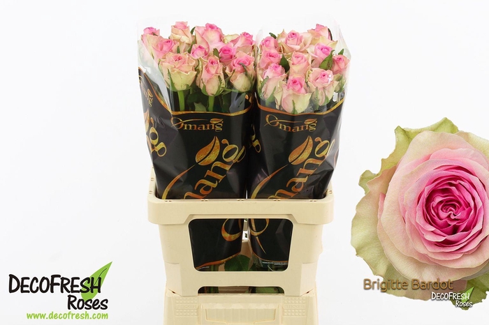 <h4>R Gr Brigitte Bardot</h4>