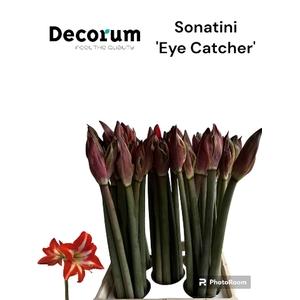 Sonatini Eye Catcher 865