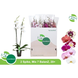 PHAL GEM 7 KL
