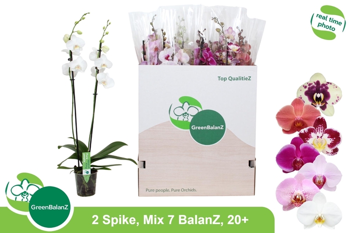 <h4>PHAL GEM 7 KL</h4>
