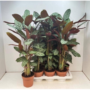 CTENANTHE COMPACTSTA