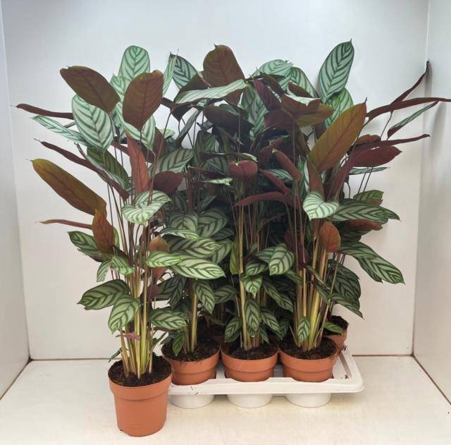 <h4>CTENANTHE COMPACTSTA</h4>