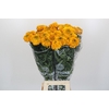 Tagetes Marigold Promise Orange