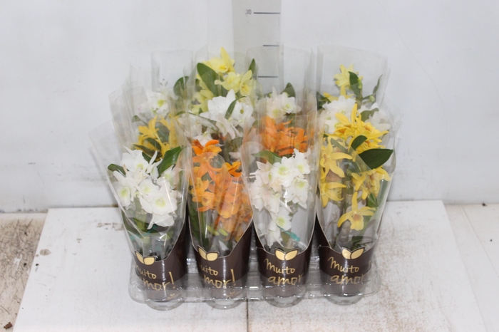 <h4>DENDROBIUM NOBILY P07 VARIADO</h4>