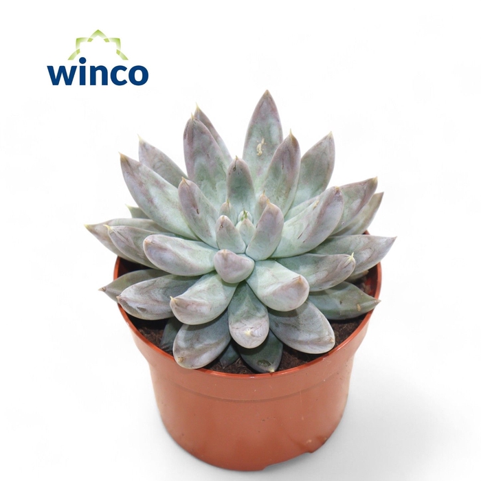 <h4>Echeveria Tolimanensis</h4>