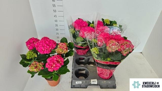 <h4>HYDR M GRUMPY</h4>