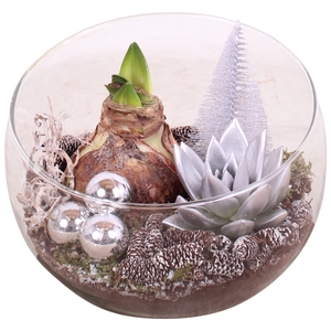 Christmas Arr. Amaryllis Glass Bowl ø20cm 2PP