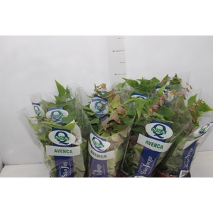 AVENCA MACROPHYLLUM P15