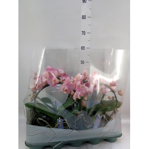 Phalaenopsis   ...rose