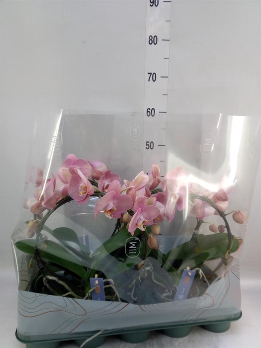 <h4>Phalaenopsis   ...rose</h4>