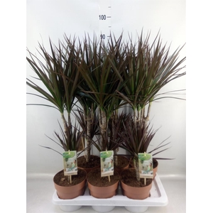 Dracaena marg. 'Magenta'