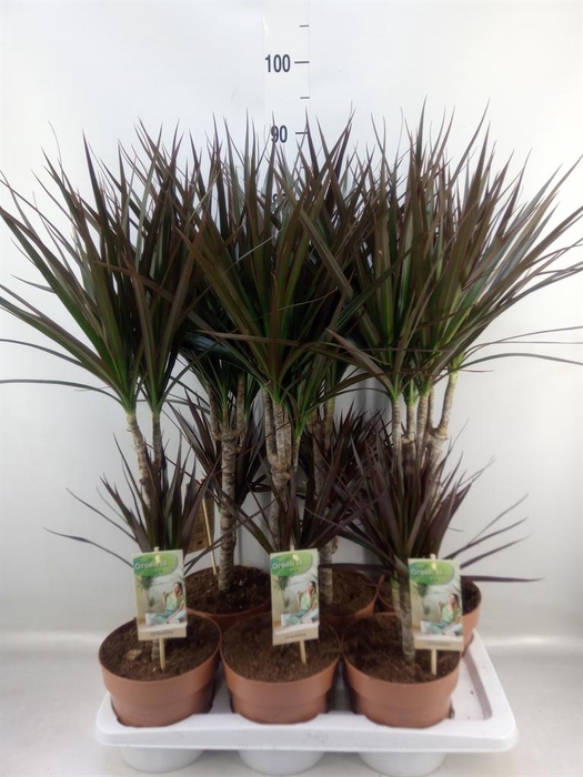 <h4>Dracaena marg. 'Magenta'</h4>