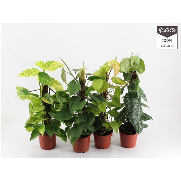 <h4>EPIPREMNUM MIX kratiste klimstok 40 CM</h4>