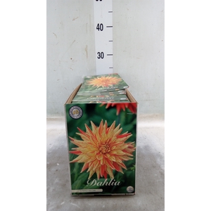 Dahlia   ...flowerbulbs