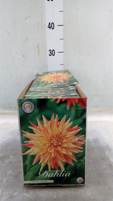 <h4>Dahlia   ...flowerbulbs</h4>