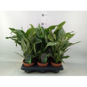 Spathiphyllum  'Diamond'